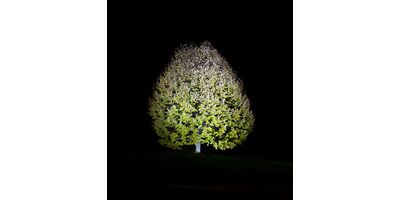 Ralf Peters - Baum, 2010 - Bernhard Knaus Fine Art