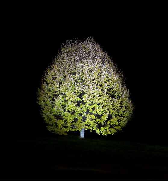 Ralf Peters - Baum, 2010 - Bernhard Knaus Fine Art